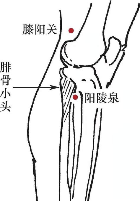 陽泉穴|陽陵泉:史載要穴,穴位取法,局部解剖,主治範圍,臨床套用,刺灸法,按。